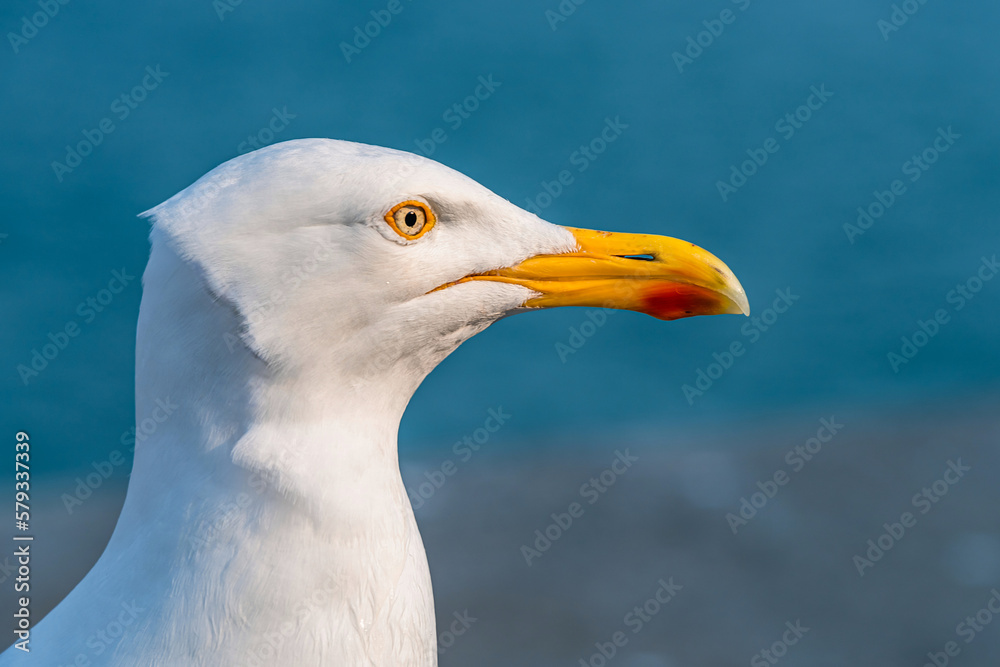 European Herring Gull, Larus argentatus European Herring Gull, Larus argentatus