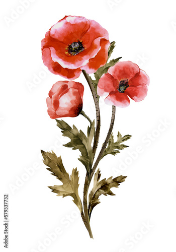 A red poppy flower highlighted on a white background. Illustration of beautiful blooming poppies with buds and leaves.