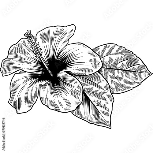 Hand drawn Hibiscus Flower Sketch illustration
