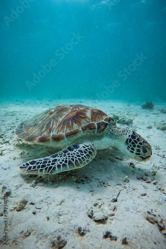Schwimmen mit Schildkröten im Meer auf den Philippinen