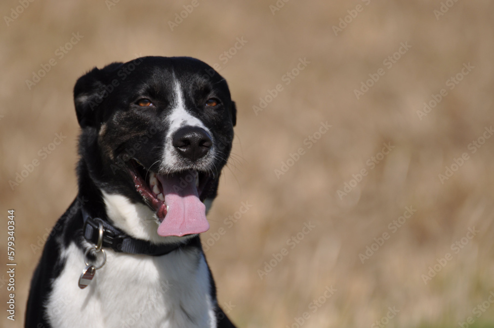 Mixed-breed dog with black and white fur grins at the camera