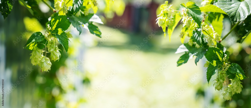 Fototapeta premium hop flowers background. image of branches hop on a green background closeup