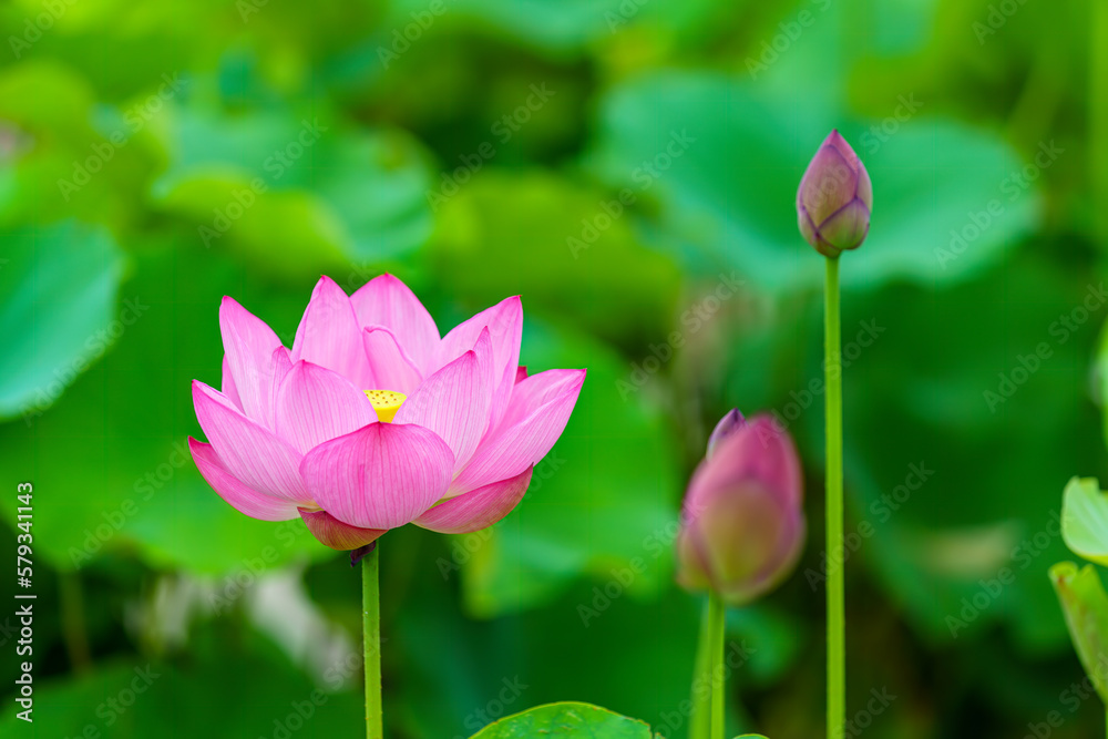 蓮の花 蓮の花