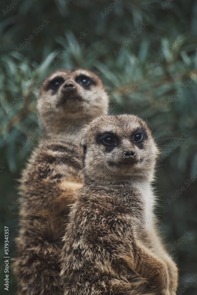 Vertical shot of two adorable meerkats on a branch in a zoo Vertical shot of two adorable meerkats on a branch in a zoo