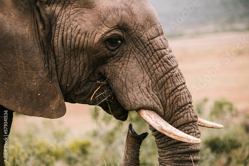 African elephant 