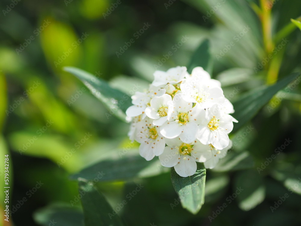 コデマリ, Reeves spirea