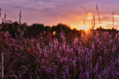 Sunset in the blooming heath. Westruper Heide. Westrup Heath, near Haltern am See in Germany.