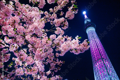 東京スカイツリー　河津桜のライトアップ
