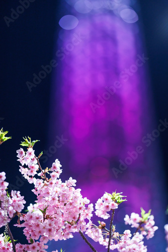 東京スカイツリー　河津桜のライトアップ