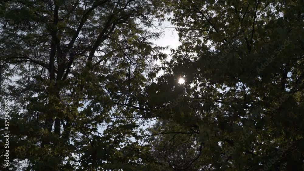 nature, sky, landscape, Park, Tree Branch, Sun peaking through trees, slow motion footage, Slow pan, sun flare, leafs, neutral shot, gimbal shot, blue, green, forest, grass, outdoors, tree, field, bac nature, sky, landscape, Park, Tree Branch, Sun peaking through trees, slow motion footage, Slow pan, sun flare, leafs, neutral shot, gimbal shot, blue, green, forest, grass, outdoors, tree, field, bac