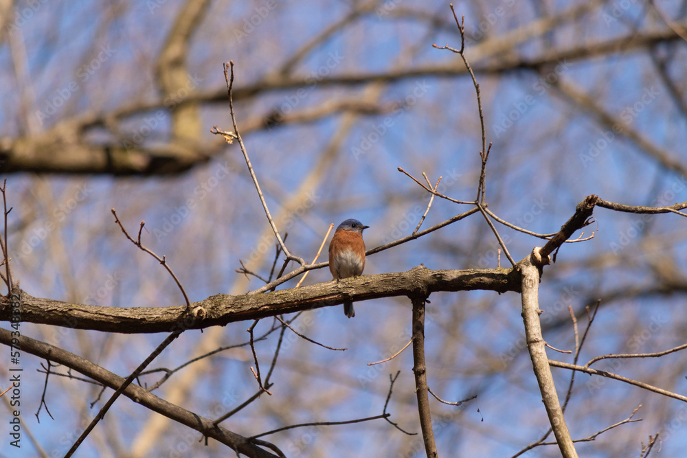 This cute little bluebird sat perched up in the tree branch as I took this picture. His pretty coppery orange belly with white patch. The blue feathers on the top. These birds are adorable to watch. This cute little bluebird sat perched up in the tree branch as I took this picture. His pretty coppery orange belly with white patch. The blue feathers on the top. These birds are adorable to watch.