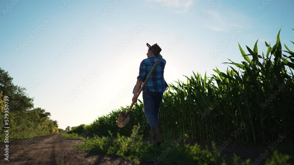 Agriculture. Man is worker in corn field. Farmer agronomist in rubber boots with clipboard walks along rural road.Corn field at sunset.Farmer on corn plantation walk.Checking corn crop on fertile soil Agriculture. Man is worker in corn field. Farmer agronomist in rubber boots with clipboard walks along rural road.Corn field at sunset.Farmer on corn plantation walk.Checking corn crop on fertile soil