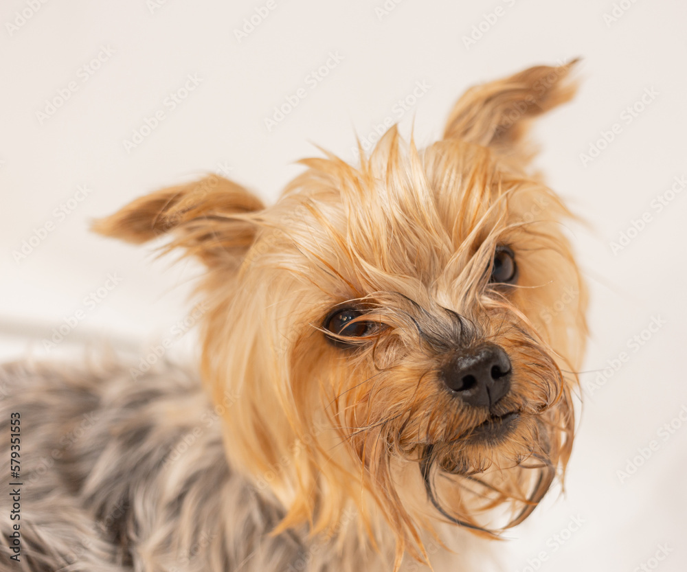 The Yorkshire Terrier washes in the bathroom after a walk, takes care of himself and smiles. Cute and funny dog. Portrait of a fluffy dog in close-up.

