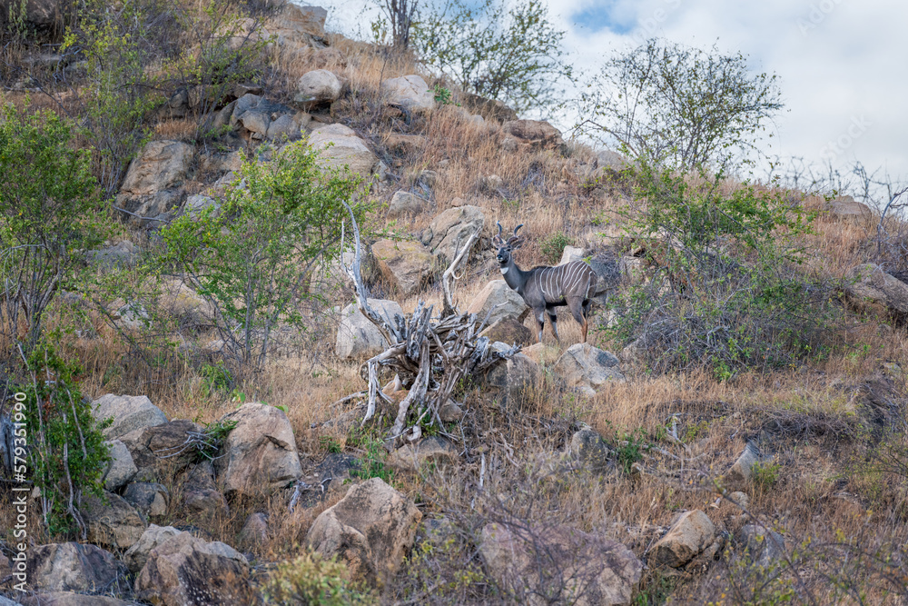 Kudu Antelope in the savannah of Africa