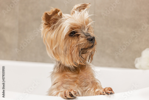 The Yorkshire Terrier washes in the bathroom after a walk, takes care of himself and smiles. Cute and funny dog. Portrait of a fluffy dog in close-up. 