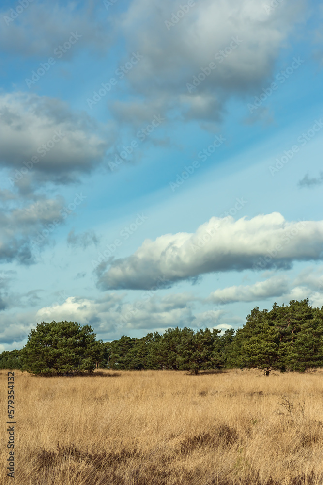 Obraz premium Heath landscape with pine trees under cloudy sky.