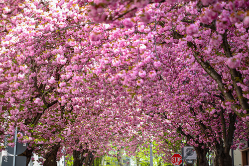 Kirschblüte - Sakura - Blätterdach
