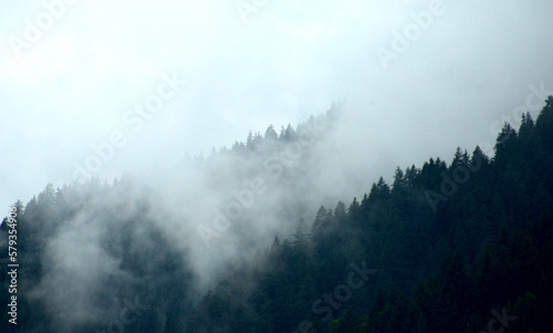 forest shrouded in clouds