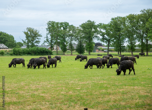 farm with water buffaloes on green field © Chris Willemsen 