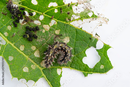 Cabbage leaves eaten by garden pests - caterpillars