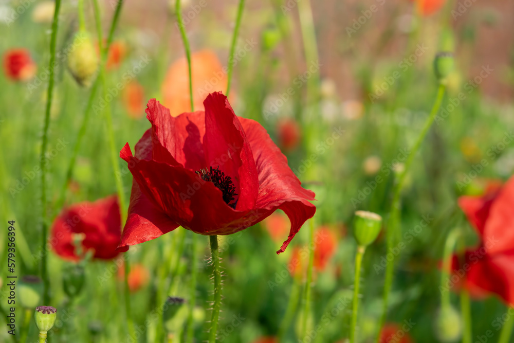 Obraz premium Red poppies on a flower bed among green leaves