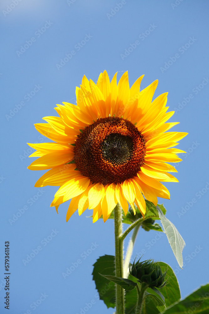 Sonnenblume, Blume, Blüte, Blauer Himmel, Deutschland Sonnenblume, Blume, Blüte, Blauer Himmel, Deutschland
