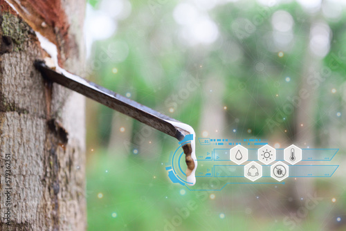 Smart farm digital icon and futuristic AI data infographic of Rubber tree with natural rubber drop to the bowl at rubber tree plantation natural latex is a agriculture for industry in Thailand © pongmoji