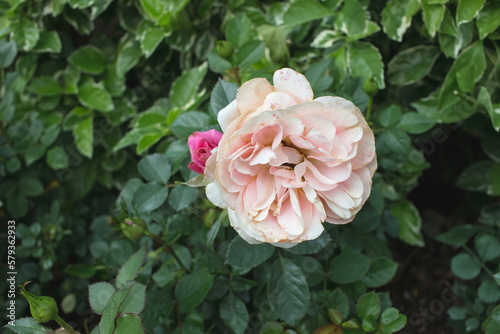 a garden rose, flower in the garden of roses.