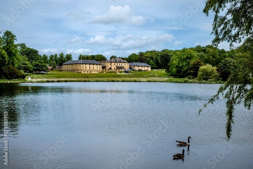 geese swimming in a lake in woodland at Country Park photo
