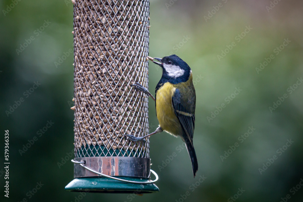 Naklejka premium A great tit with a sunflower seed in its mouth, with a shallow depth of field