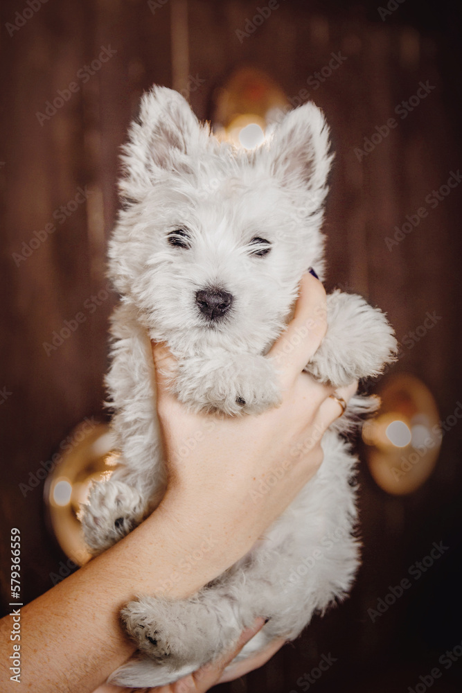 West Highland White Terrier puppy at home. Cute puppy. Kennel. Dog litter