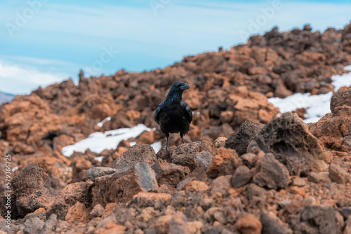 Fotografie corvus corax negro parado en piedras y nieve