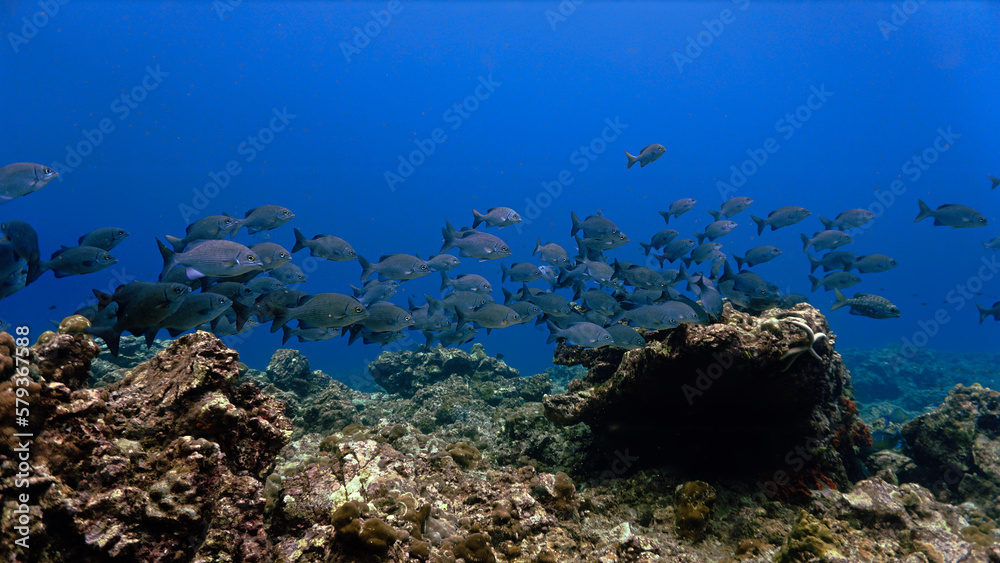 Obraz premium Underwater photo of school of fish at a coral reef