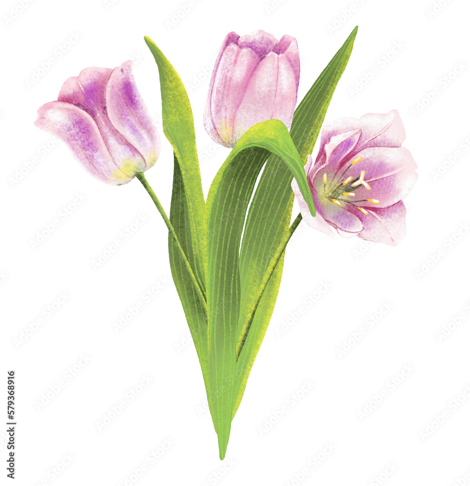 Isolated PNG clip art of tulip flowers and green leaves. Tulip and leaves hand drawn illustrations on transparent backgrounds. Floral illustration elements set. Wedding invitations, greetings.
