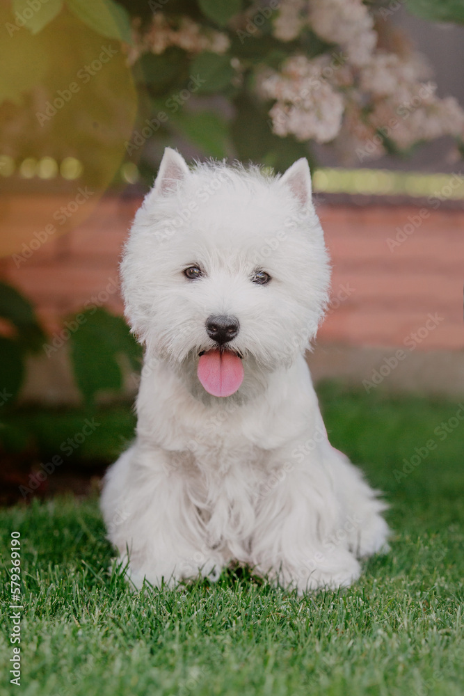 West Highland White Terrier dog breed. Dog playing on green grass in summer. Backyard. Dog walking West Highland White Terrier dog breed. Dog playing on green grass in summer. Backyard. Dog walking