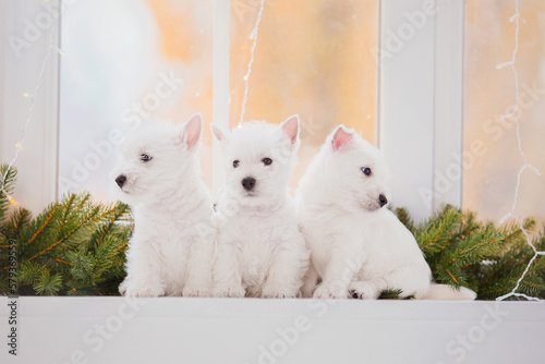 West Highland White Terrier puppies at home. Group of dogs. Cute pups. Kennel. Dog litter