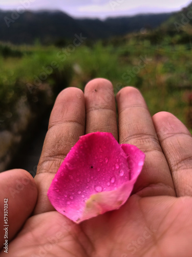 Young man hand holding fresh magenta rose petal flower with background nature