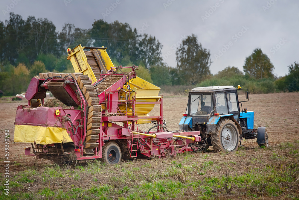 Tractor with semi trailed potato harvester work on farm field. Potato growing and harvesting on field with combine machine. Agricultural potato combine harvester at field. Seasonal potatoes harvesting