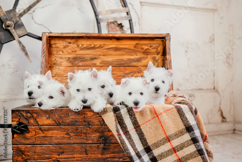 Принти на полотні West Highland White Terrier puppies at home