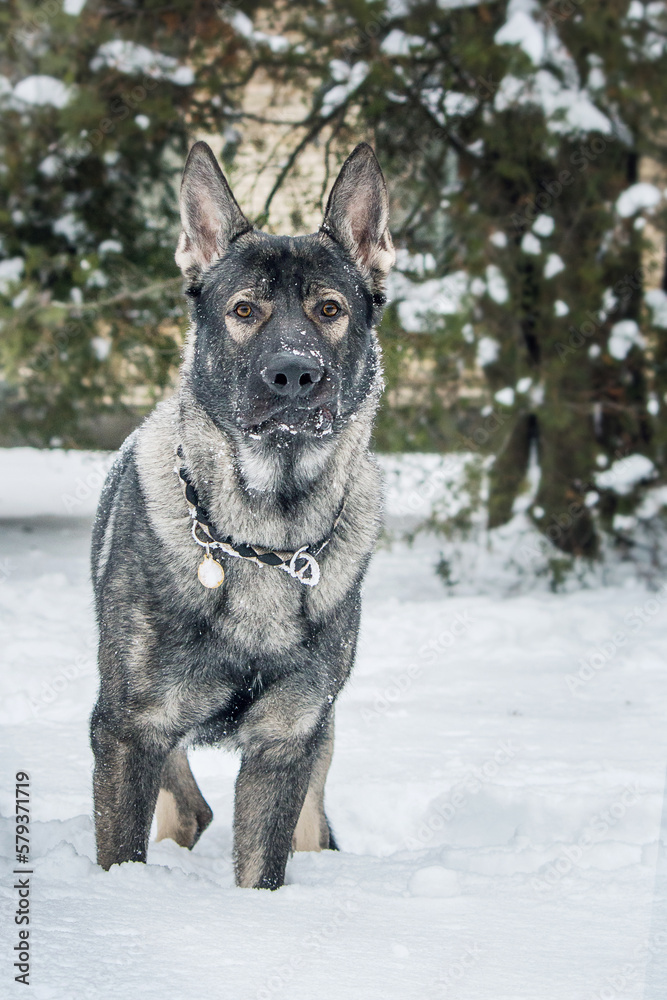 Naklejka premium East European Shepherd dog on the walk. Active East European Shepherd dog enjoying outdoor playtime while on a walk, showcasing its playful and energetic personality