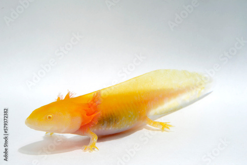 Albino - Axolotl (Ambystoma mexicanum) photo