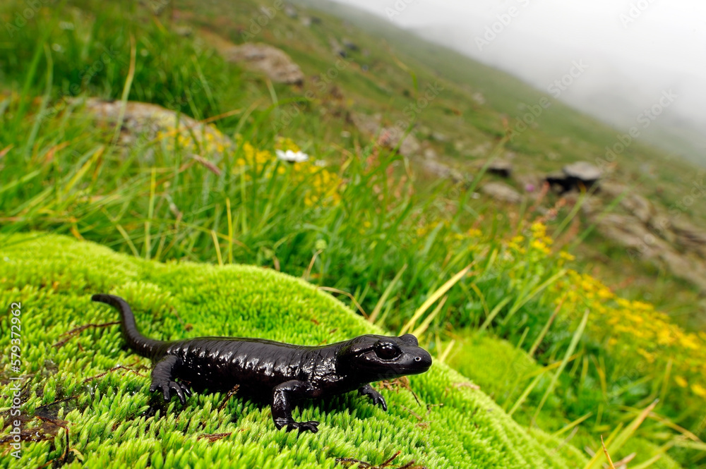 Lanzas Alpensalamander // Lanza's alpine salamander (Salamandra lanzai