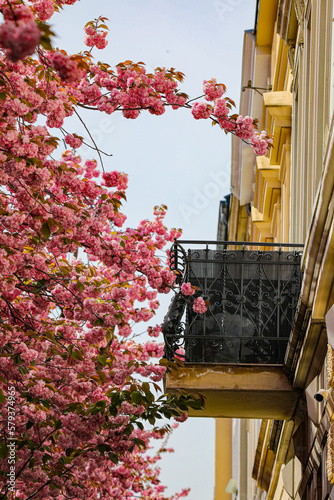 Kirschblüte - Sakura