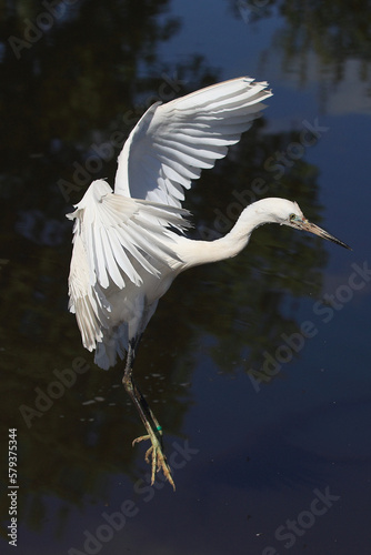 A Little Egret in flight over a lake 