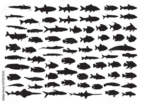 Collection of silhouettes of various kinds of fish