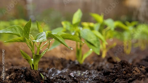 Horticulture. Drops water crop irrigation garden growing sapling young plant water farm garden vegetables growing. Greenhouse garden watering seedling growing crops planting vegetable seedling sprout