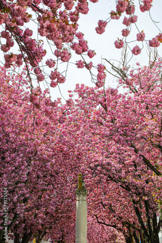 Kirschblüte - Sakura