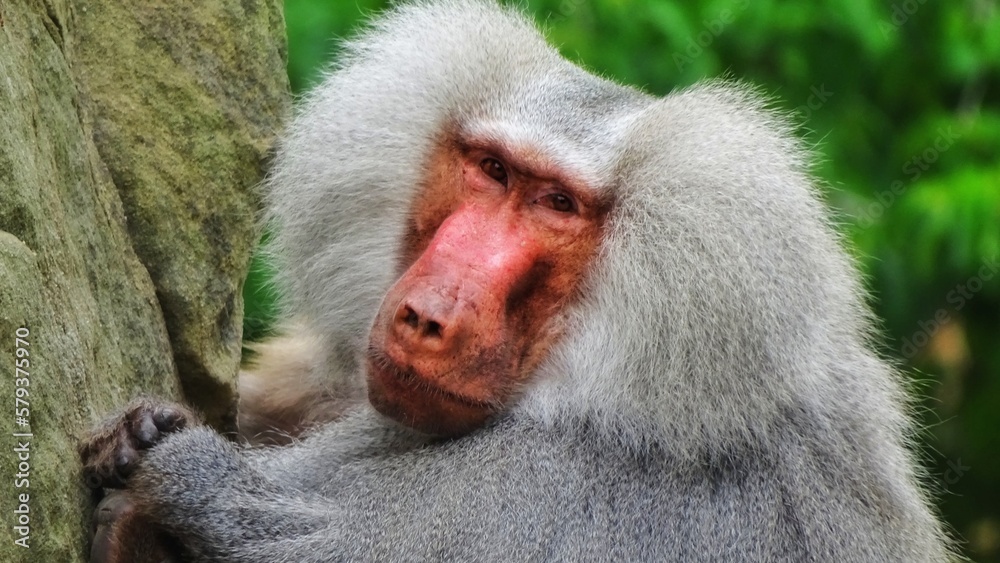 Naklejka premium baboon sitting on the ground