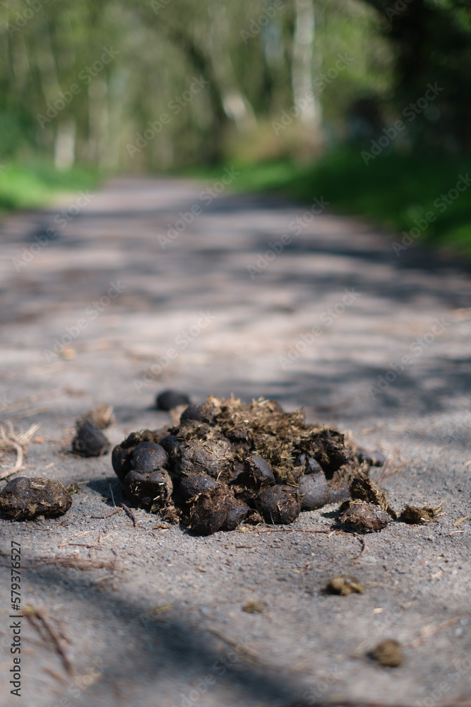 pile of horse manure on a road in a forest park pile of horse manure on a road in a forest park