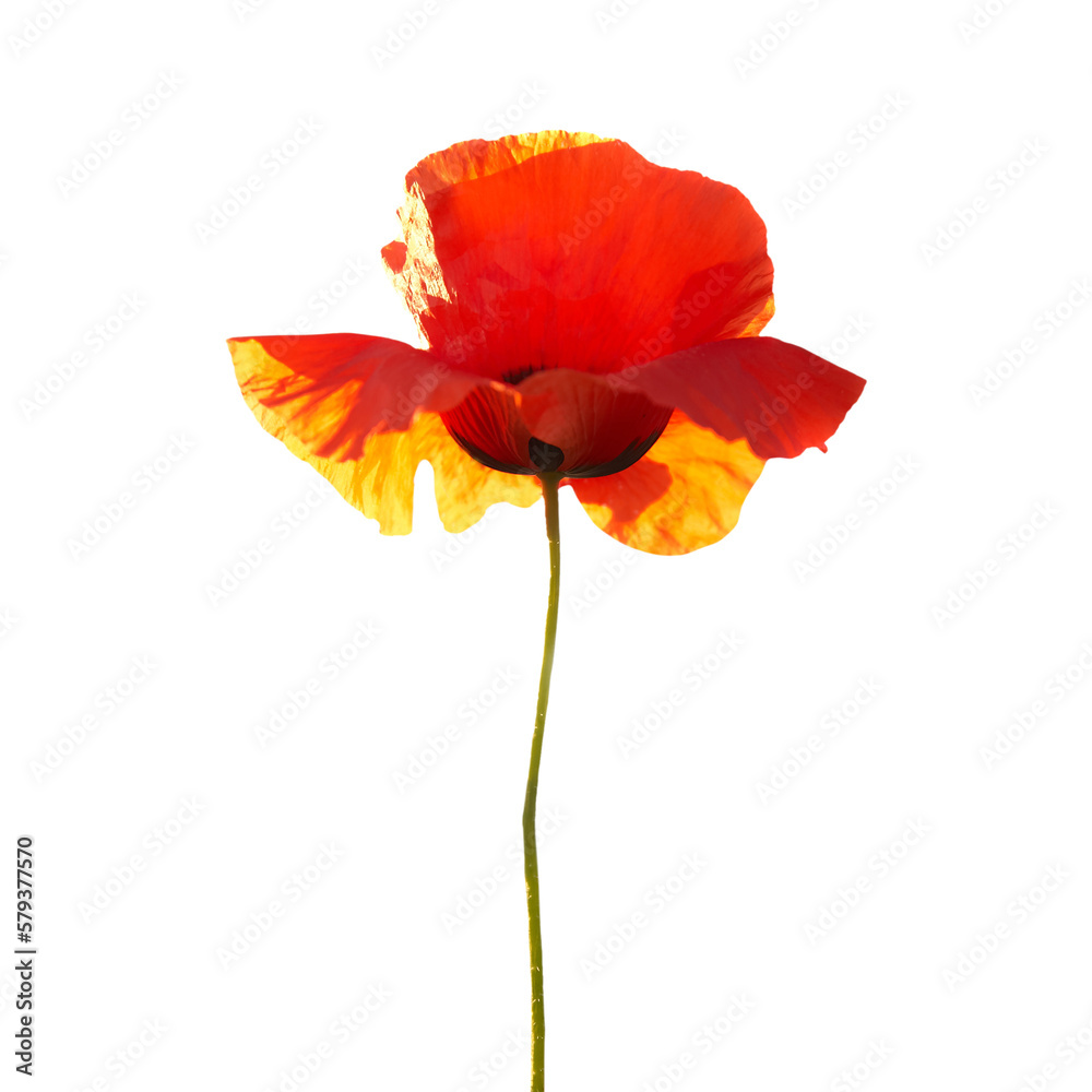 Poppy flower in PNG isolated on transparent background Poppy flower in PNG isolated on transparent background
